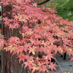 紅葉を見に佐賀県神埼市の「九年庵」に行ってきました