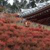 「呑山観音寺」に紅葉を見に行ってきました