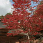 「竈門神社」に紅葉を見に行ってきました
