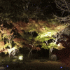「藤江氏魚楽園」にライトアップされた紅葉を見に行ってきました
