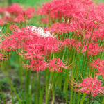 「正光寺」に「白い彼岸花：ヒガンバナ」を見に行ってきました