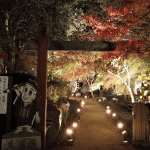 「藤江氏魚楽園」にライトアップされた紅葉を見に行ってきました（２０１９年）
